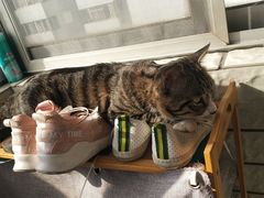 -康乐宝动物医院