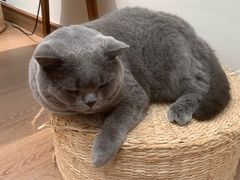 -有猫主题·治愈系猫咖(曾厝垵店)