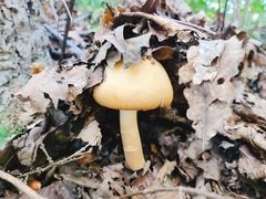 -白草畔自然风景区