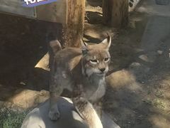 -青藏高原野生动物园