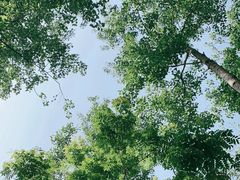 -合肥滨湖国家森林公园