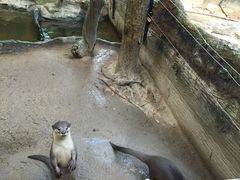 -清迈夜间动物园