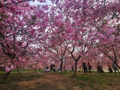-天适樱花悠乐园