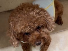 -艾贝尔宠物医院·狂犬免疫点(江山金象城店)