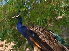 -青藏高原野生动物园