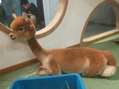 -藦茜花园宠物主题亲子互动体验馆(国顺东路店)