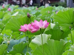 -四川大学(望江校区)