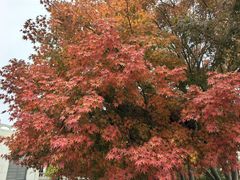 -重元寺香积厨素斋馆