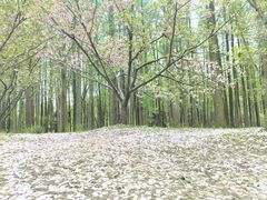 -上海共青森林公园