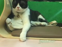 -李小姐の猫咖啡馆(五角场店)