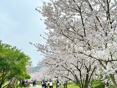 -苏州上方山国家森林公园