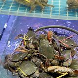 簋街不只有小龙虾🦀还有好吃的香辣蟹。