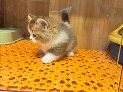 -欣宠猫屋·矮脚拿破仑·蓝金金渐层