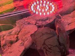 -洪记白水羊头(天坛店)