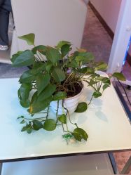 -碧莲盛·不剃发植发