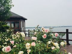 -鹅湖玫瑰文化园