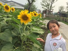 -田园东方蜜桃村的田野营地