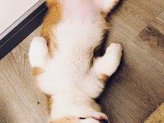-浣熊柯尔鸭土拨鼠·电玩咖