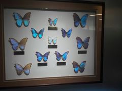 -上海昆虫博物馆