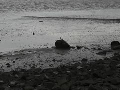 -深圳湾公园(南山区)