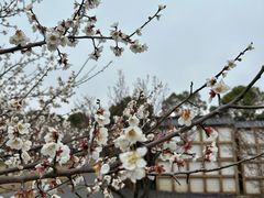 -香雪海