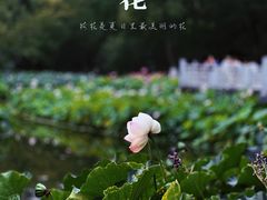 -成都杜甫草堂博物馆