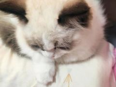 -东方名猫馆·英短金渐层布偶猫舍(环线广场1号楼店)