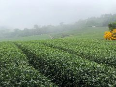 -优游吧斯邹族文化部落