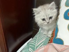 -平行世界·猫咖(首经贸店)