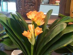 -双季花艺园艺市场(浦东店)