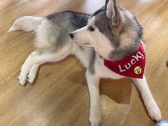 -Husky Go! 哈士奇体验馆·宠物咖啡厅狗咖