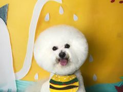 -读宠于你·约克夏比熊·睫角守宫·爬宠售卖(高新店)