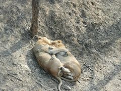 -石家庄市动物园