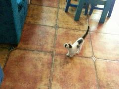 -Sirena海妖日咖夜酒