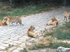 -深圳野生动物园