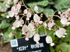 -上海辰山植物园