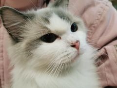 -momokira米努特·德文卷毛猫·棉花面纱犬