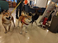 -喜柴咖啡·柴犬狗咖