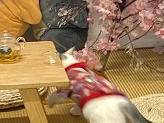 -柴迷FANS CLUB·柴犬狗咖·猫咖
