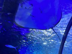-江和美海洋公园