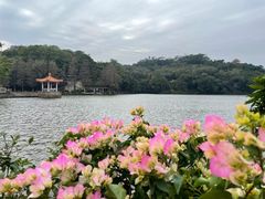 -深圳仙湖植物园
