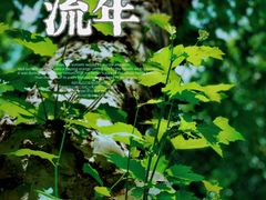 -望江楼公园