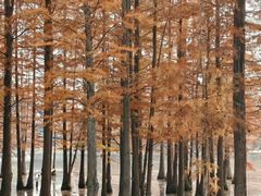 -白鹭湾湿地公园