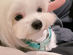 -帕帕拉兹宠物(亚洲旗舰店)