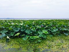 -七的湖·晚芳亭·阳澄湖农家菜·大闸蟹(莲花岛店)