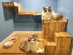 -70cat德文卷毛猫·缅因猫纯种猫舍