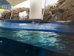 -芜湖新华联大白鲸海洋公园