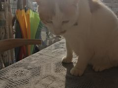 -平行世界·猫咖(首经贸店)