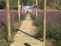 -紫海香堤香草艺术庄园