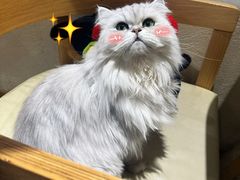 -藏猫猫咖啡主题馆(中央大道店)